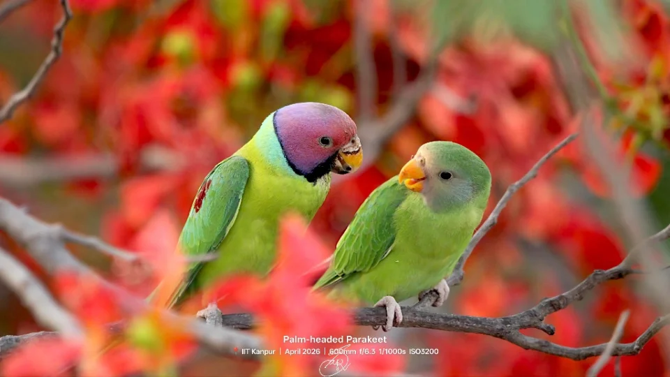 Palm-headed Parakeet