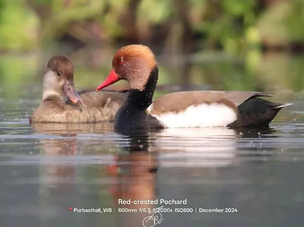 Bird Photo 1